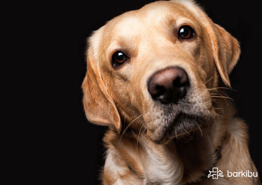 do puppies noses change color