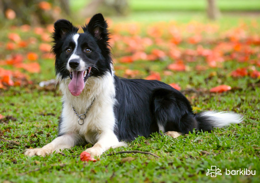 Cómo engordar a un perro vitaminas y remedios caseros | Barkibu