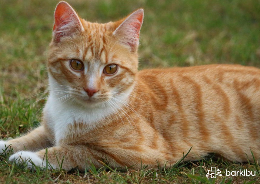 Leonardoda vistazo Descarte Mi gato no hace caca, ¿qué puedo hacer? | Barkibu