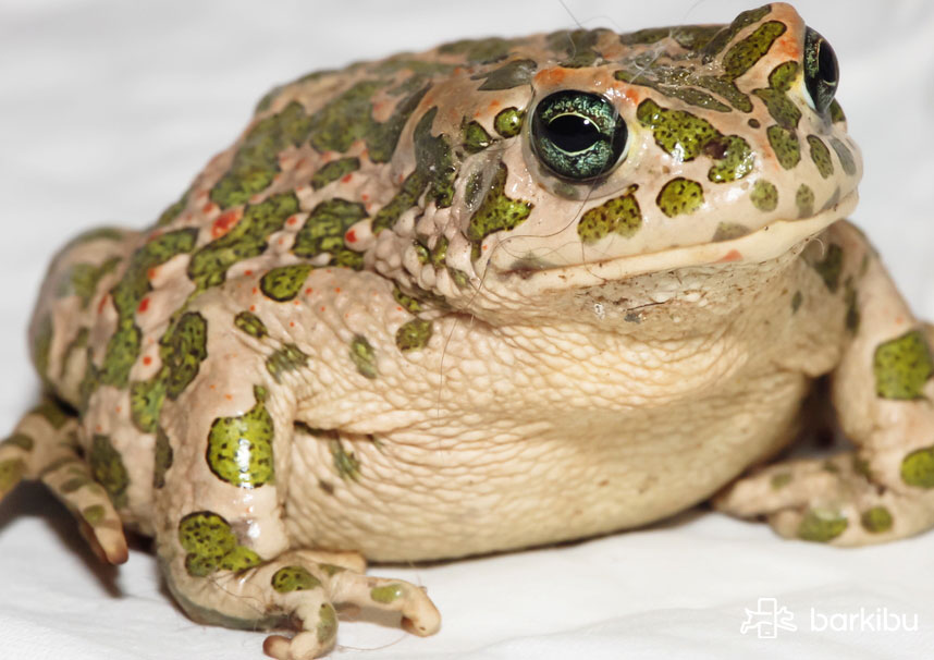 My dog licked a toad Can a dog die from biting a frog? Barkibu