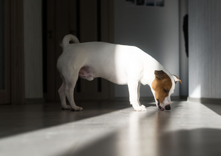 Por qué los perros lamen chupetean el suelo sin parar? | Barkibu