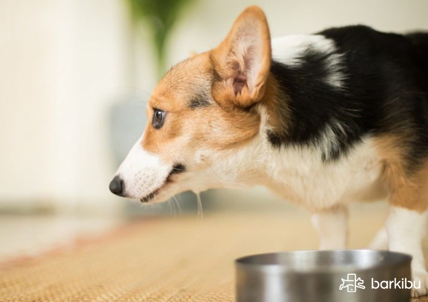 Can dogs eat fried fish, with bones or canned? Best fish for dogs | Barkibu