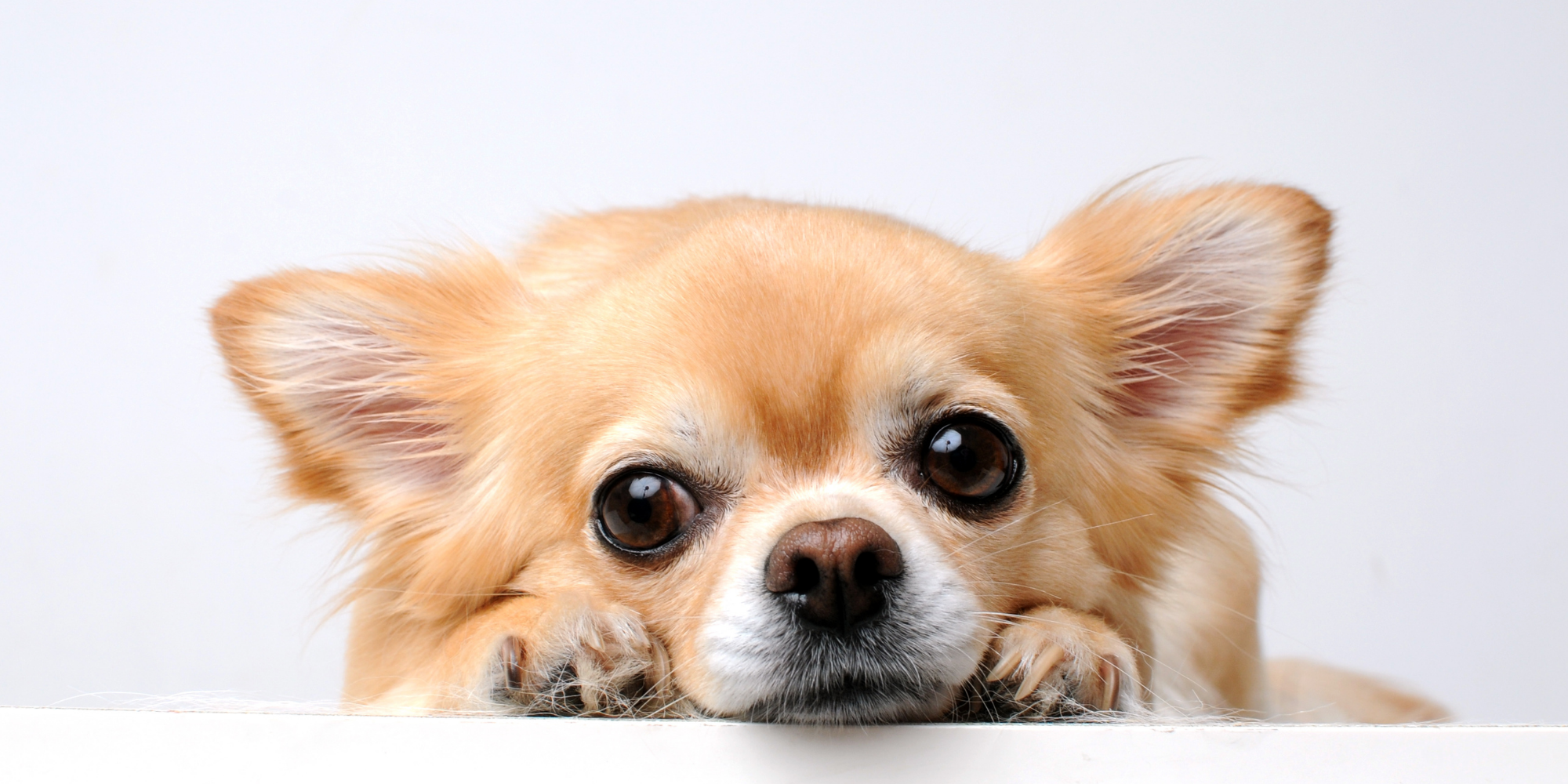 pavo Color de malva Pertenece Estreñimiento en perros de razas pequeñas, ¿cómo aliviarlo? | Barkibu