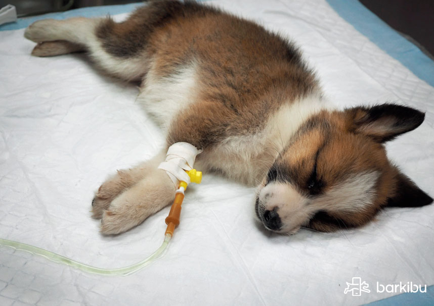 ¿cómo Saber Si Mi Perro Tiene Distemper Moquillo Canino Barkibu