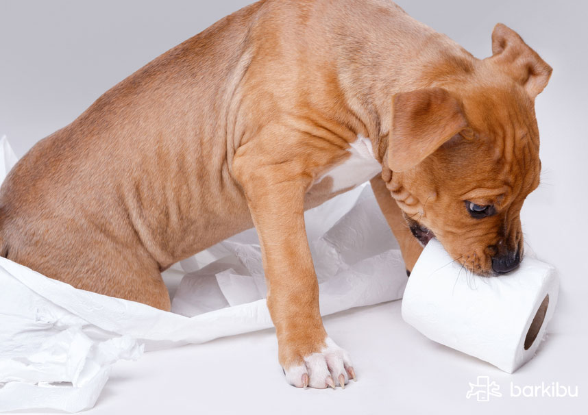 My puppy eats his poop, how do I stop it? Barkibu