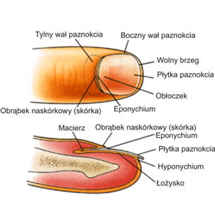 budowa paznokcia