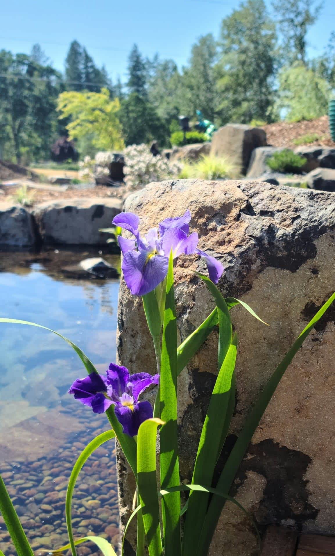 Flower in Koi Pond Andreatta Waterscapes Eagle Point Oregon