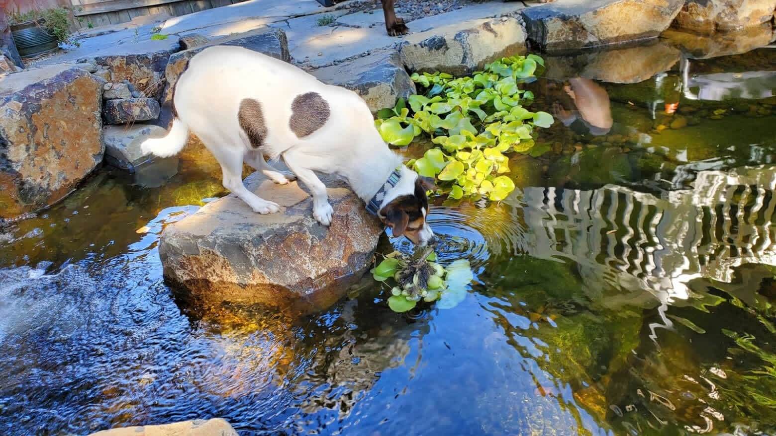 Dog in Koi Pond Andreatta Waterscapes Jacksonville Oregon
