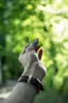my image