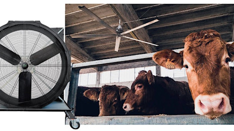 Miks on hea ventilatsioon oluline ka loomafarmis?
