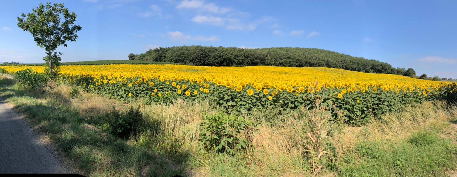 Sonnenblumenfeld-Aude-Überraschungsreise-Andy-Nadja-Unplanned