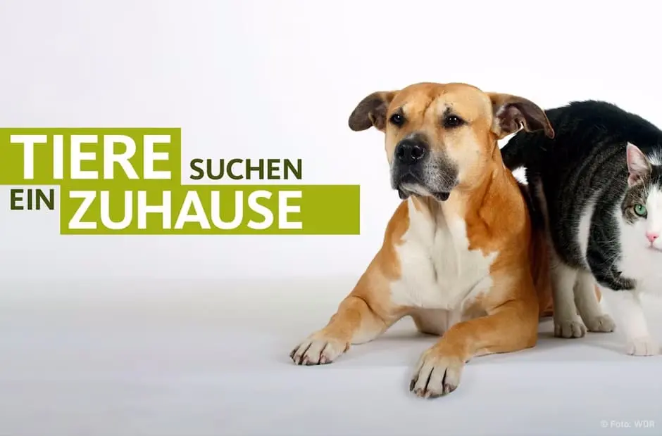 Tiere suchen ein neues Zuhause WDR Logo