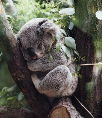 Sleeping koala