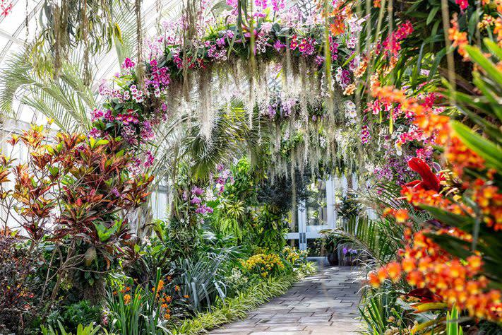  NYBG, Orchid Garden  