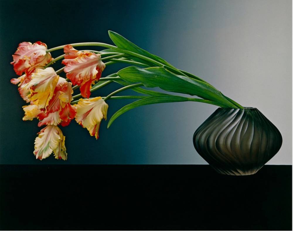 Robert mapplethorpe s sensual ikebana