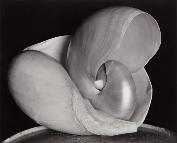  Edward Weston, Shells, 1927 