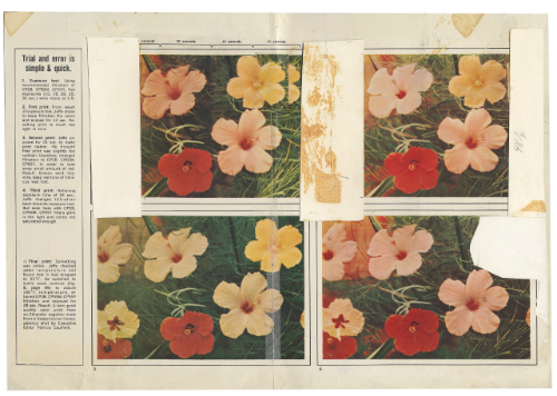  Patricia Caulfield, Hibiscus flowers, 1964 