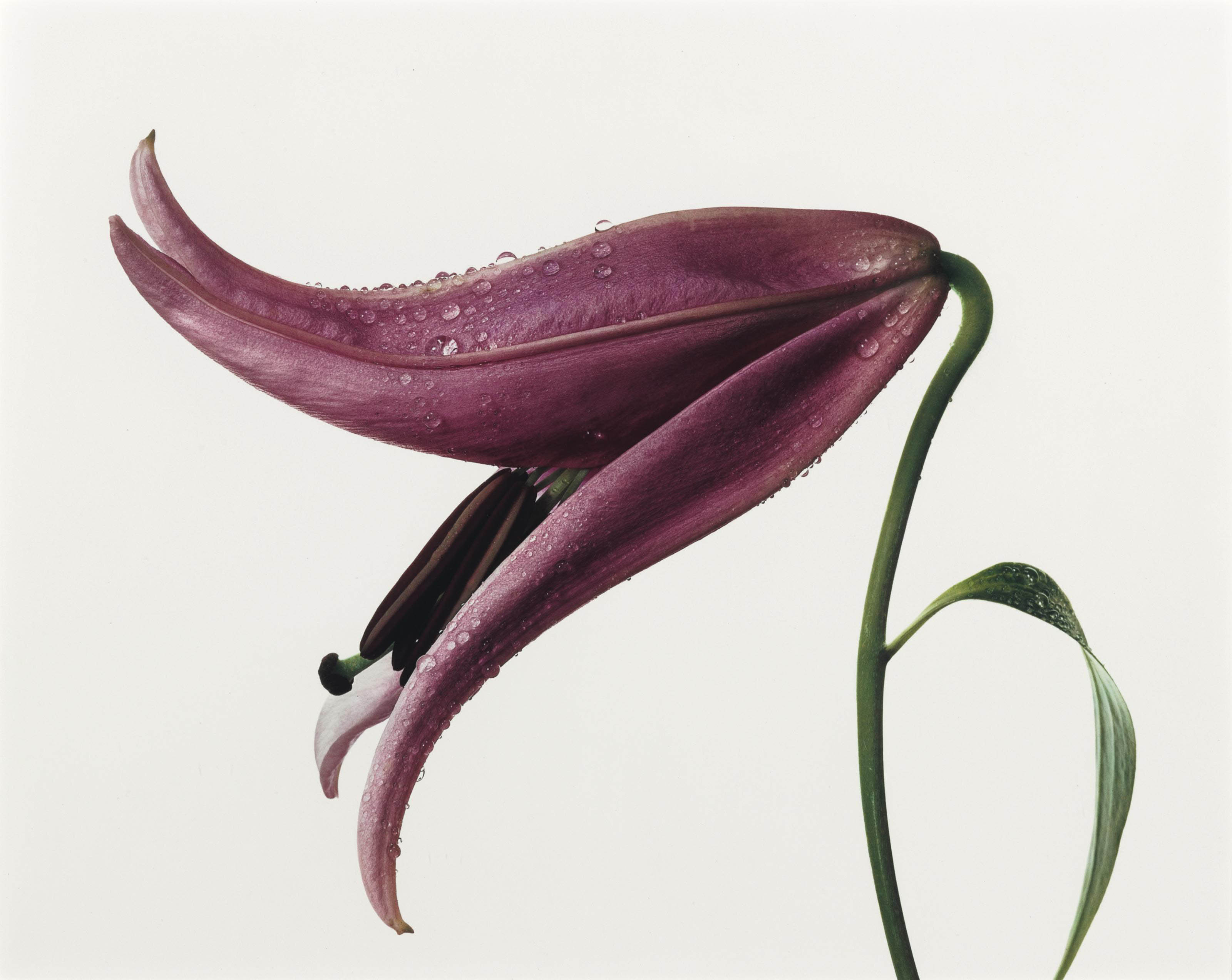 Irving penn  lily  imperial pink  new york   1971