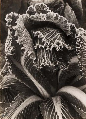 Piet zwart  cabbage with hoarfrost  1930