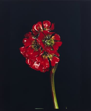 Nobuyoshi araki  painting flower  2004   2014