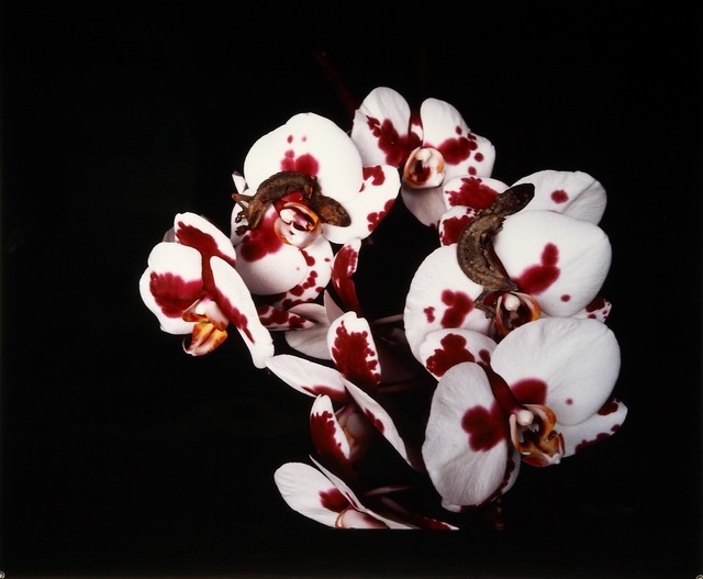 Nobuyoshi araki  untitled  from the series  flowers and jamorinsky   2005 2006