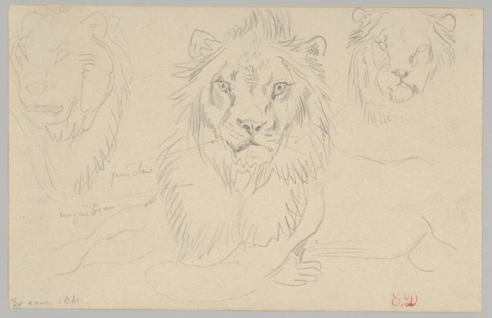  Eugène Delacroix, A Lion, Full Face, August 30, 1841 