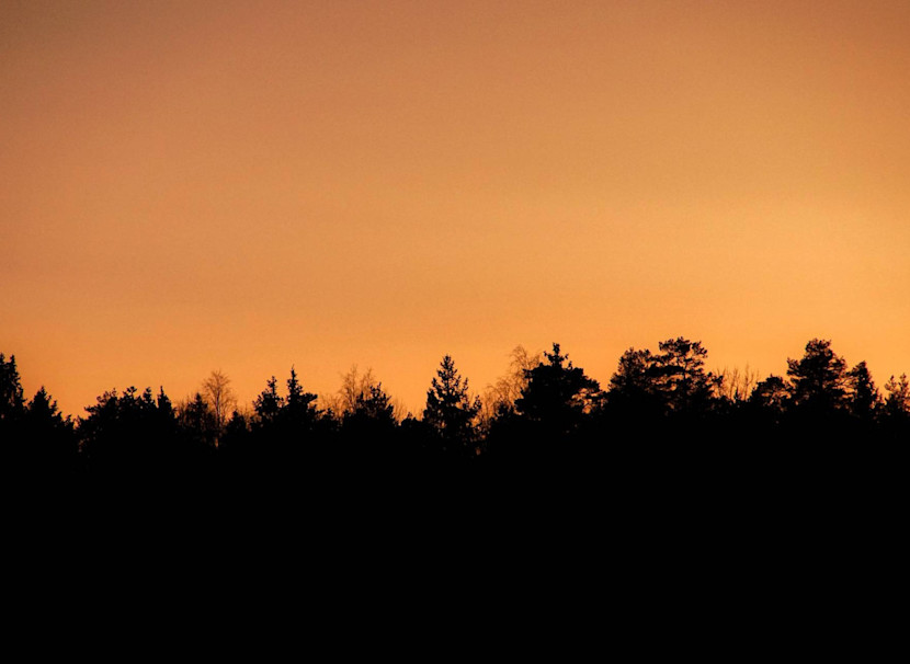 Skog i silhuett mot orange himmel.