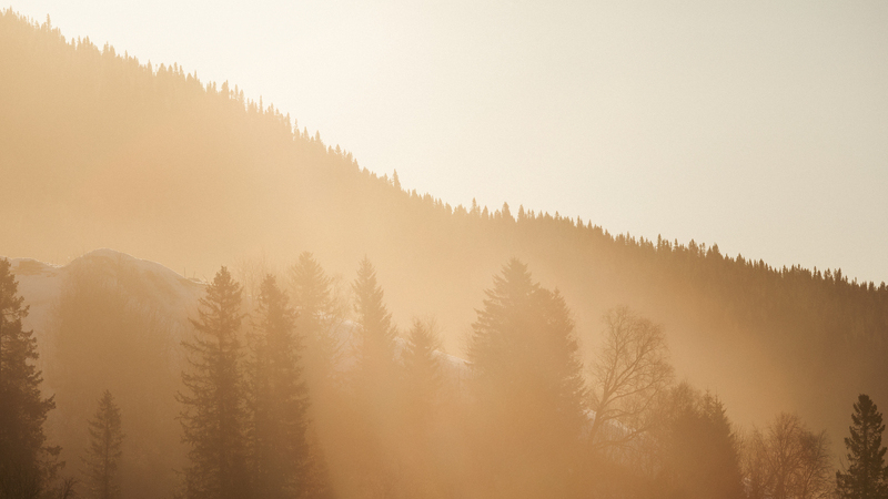 Granskog i sol och dimma.