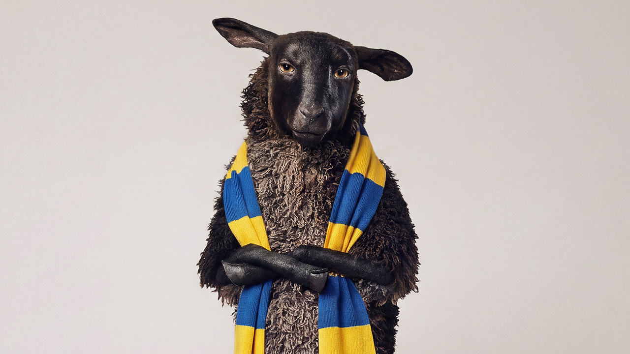 Ett svart får med korslagda ben bär en blå och gul halsduk mot en ljusgrå bakgrund.