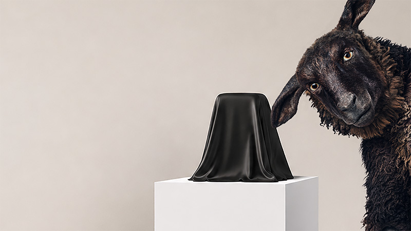 Ett mörkt får tittar nyfiket på ett svart tygövertäckt föremål på ett vitt podium mot beige bakgrund.