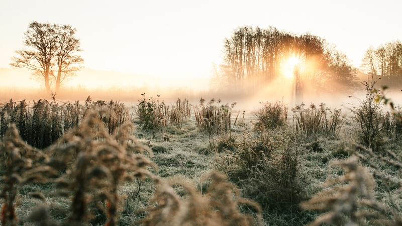 Äng och träd i vintersol täckta av frost.