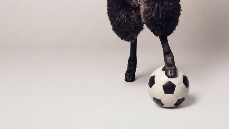 Ett mörkt, ulligt djurs ben med en fot på en svartvit fotboll mot en ljusgrå bakgrund.