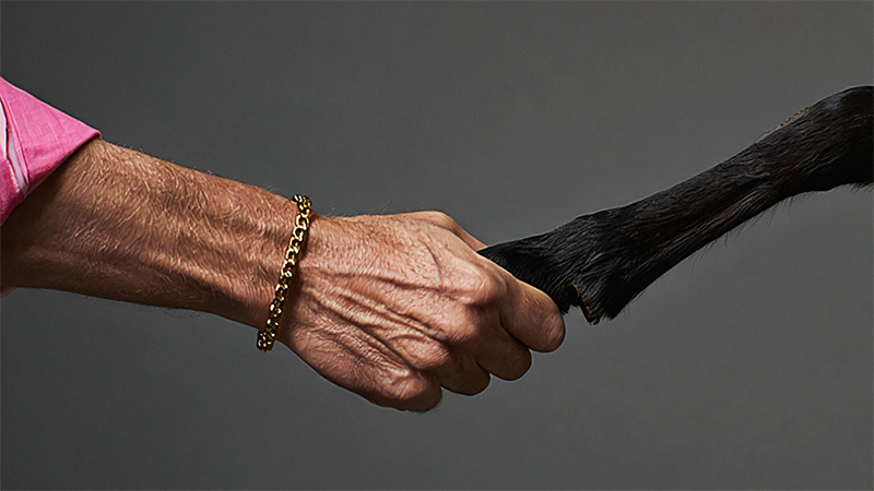 En mänsklig hand med guldarmband håller en svart djurtass mot grå bakgrund, symboliserande band mellan människa och djur.