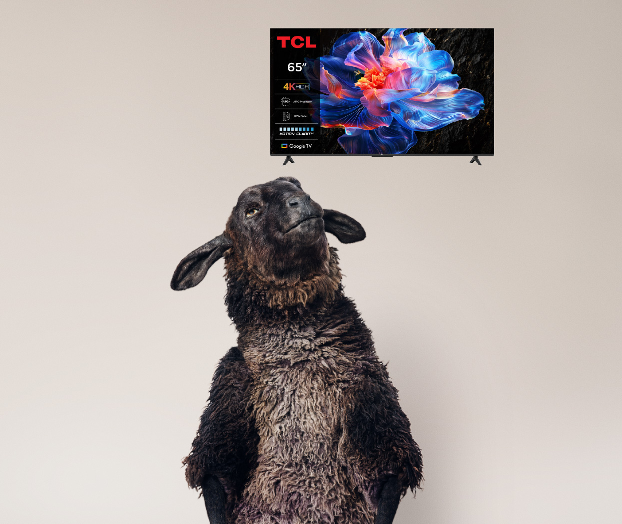 Ett svart får tittar upp mot en TCL 65-tums 4K HDR TV med en färgglad blomma på skärmen.