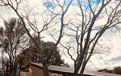 Photo of Totaravale Playcentre