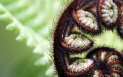 Photo of Te Kohanga Reo o Te Whanau Mana Kakano