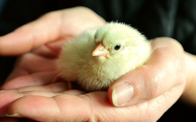 Photo of Farmyard Preschool