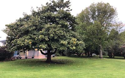 Photo of Kauri Kids East Coast Bays