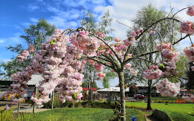 Photo of Te Ara Metua Punanga Reo Kuki Airani