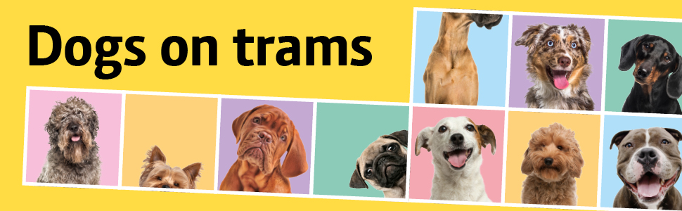 Dogs on trams. Image with many different dogs