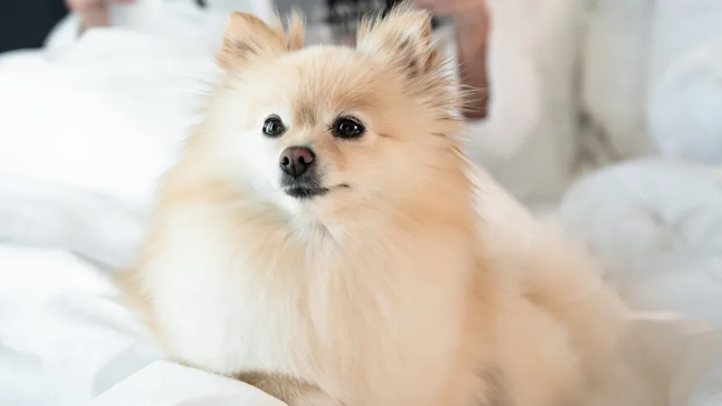 En fluffig hund sitter på en vit säng och ser mot kameran, medan en person läser en tidning i bakgrunden.