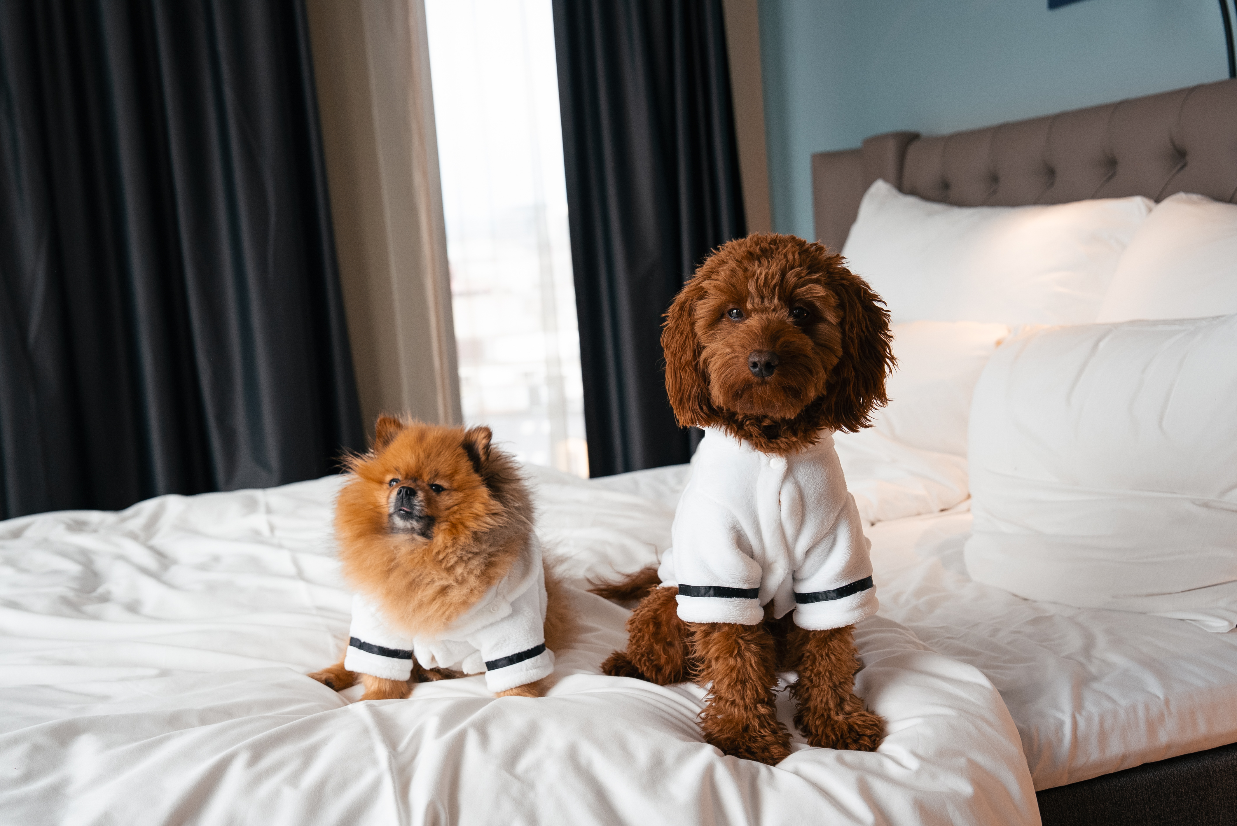 Win a relaxing dogcation with your four-legged bestie!