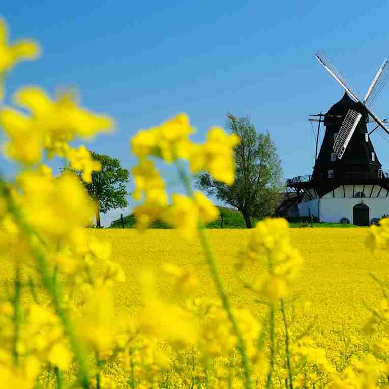 Väderkvarn på rapsfält, Skåne