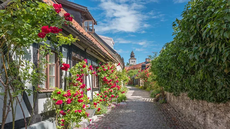 Visby roses at summer on Gotland