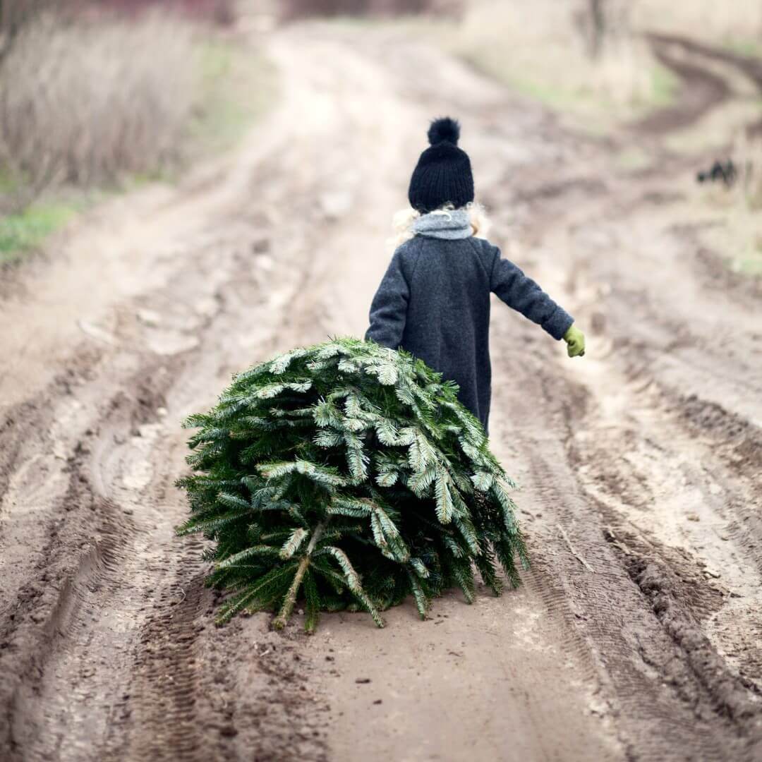 A child dragging a christmas tree.