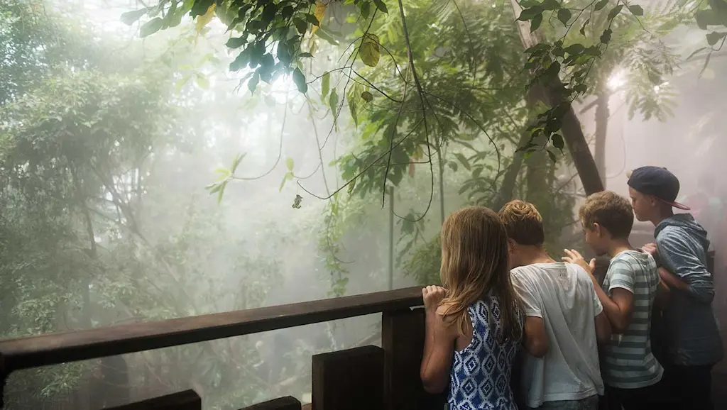 Utsikt över regnskogen på Universeum