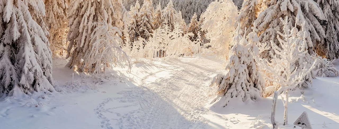 Auringonpaisteinen talvinen metsä lumipeitteisine puineen ja polku, joka mutkittelee läpi, näyttäen jalanjälkiä ja suksijälkiä.