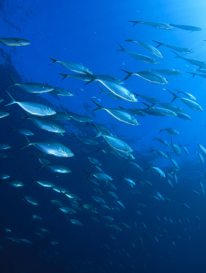 Fish Oil: The sources, benefits and dosage