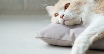 cat resting on pillow