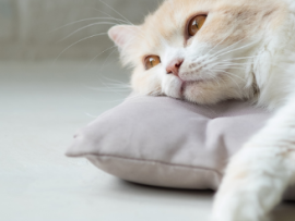 cat resting on pillow